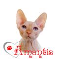 Amantis -   